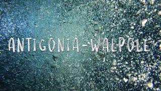 Walpole-Antigonia