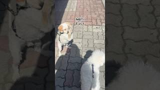 E vs I ㅎㅎ #petlovers #puppy #寵物狗狗精選 #cute #pets #강아지 #funny #강아지일상