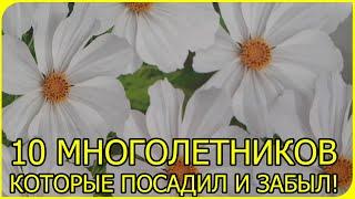 ТОП 10 МНОГОЛЕТНИХ цветов которые сеем прямо в грунт семенами | Что посадить в мае? | Семена цветов