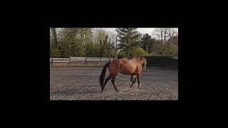 Introductory exercises to start your horse with liberty work.