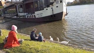 Польша Краков. Мама учит языки. Лебеди и пёс 3.11.24. Poland Mom is learning languages. Swans