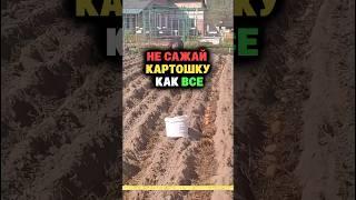 Не сажай картошку как все #огород #секреты #дача #сад #картошка #урожай #удобрение