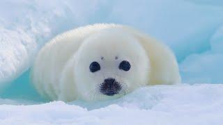 I am a baby seal. I'm still a little shy because I was just born. I'm sorry.