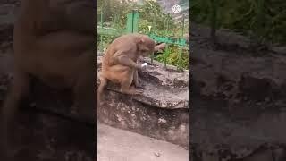 monkey's funny life//#shorts #youtubeshorts #funnyvideo #funnymonkey #trending #funnyanimal