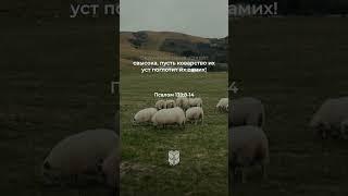 Псалом 139:8-14 в современном переводе #библия #biblevision