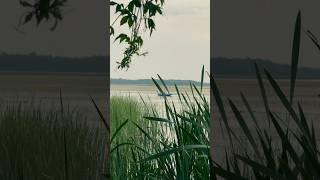 Здравствуй, лето  #видеограф #видеоконтент #природа #лето