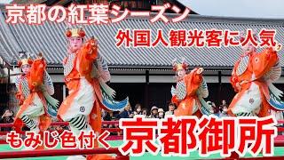 2024年11月27日 京都の紅葉 外国人観光客も雅楽を満喫 もみじも色付く京都御所を歩く Walking around the Kyoto Imperial Palace 【4K】