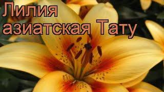 Лилия азиатская Тату (lilium asiatic tattoo)  лилия Тату обзор: как сажать луковицы лилии Тату