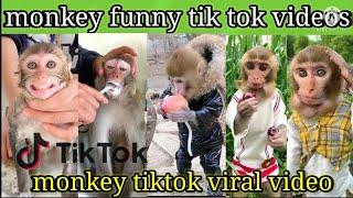 Monkey funny tik tok video | monkey tiktok viral video | monkey funny comedy | monkey funny dance