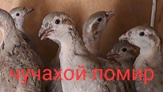 ЧУЧАХОЙ ПОМИР ФУРУШИ 915288090.ЯК ЛАЙК МОНЕ ТОП РАВАД?