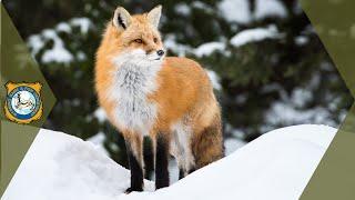 Red Fox Sounds (Sounds Foxes Actually Make)