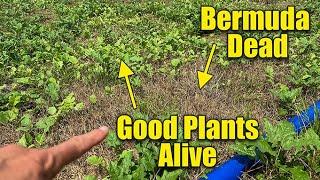 Safely Kill Bermuda Grass in Flower Beds and Food Plots