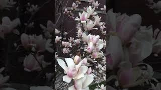  Весна. Чудесное Преображение Природы 2 | Incredibile Trasformazione Primaverile della Natura