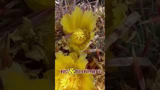Full sun, dead of day, bright blooms! Not all cacti are built the same #cactusjeff