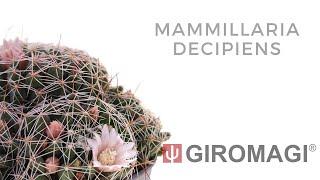 Mammillaria decipiens