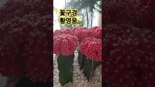 꽃구경 #황영웅#인기가요#일요일 한가로이 지냄