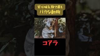 実は哺乳類で最も”バカな動物” コアラ　#雑学 #動物 #コアラ