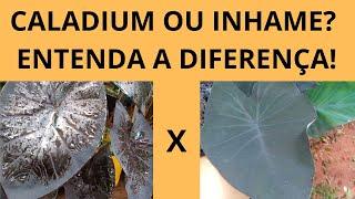 CALADIUM OU INHAME? ENTENDA FINALMENTE A DIFERENÇA! O JARDIM PARA QUEM GOSTA EXPLICA PARA VOCÊ!!