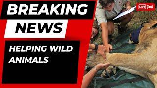 Helping wild animals 1