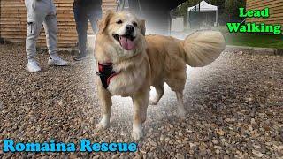 Can a Pro Dog Trainer Help My Romanian Rescue Walk on Lead?