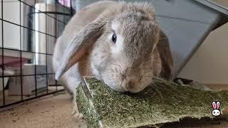 Rabbit eating cardboard treat