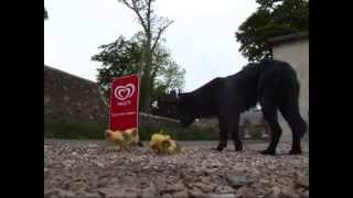 Orphaned Goslings adopted by a Cara the dog at Lunan Bay Farm, Filmed by PBM-Photo