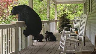 Bear Simone and Her Four (!!!!) Cubs — First Visit