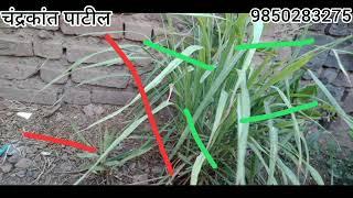 sendriy tonikcha kelela gavti chyavarti vapar #chandrakantpatil