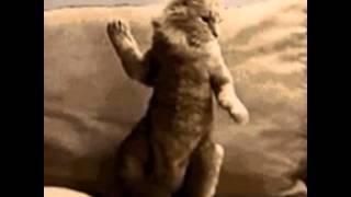 Dancing cat