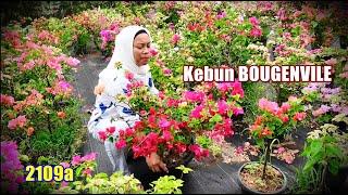 Jual Bunga Bougenvile super Menor di Sawah