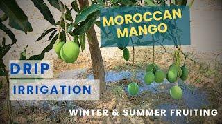 Imported variety Mango orchard on Drip irrigation | Engineer Tabish