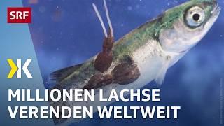 Das Leiden der Lachse: Massensterben durch Krankheiten in Zuchten | 2024 | Kassensturz | SRF