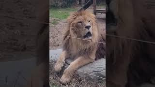 Lion’s face when turned around #pets #shorts  #zoo #lion #animals