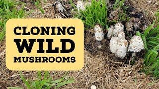 How to Clone Wild Mushrooms - Shaggy Mane