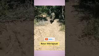 WILD BOAR  |shorts |nature |wild animals |youtubeshortsvideos |nature with rejinath