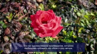 Садово-парковое и ландшафтное строительство