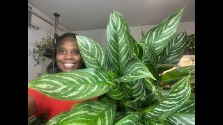 VLOGMAS DAY 17 - LET’S TALK BIG PLANTS!