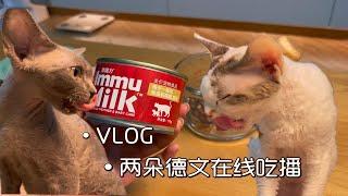 配餐VLOG | 虽然今天剩饭了 但我很满意