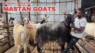 Kondhwa Biggest Bakra Mandi I S Bakra Mandi Pune Mastan Goats I YK Goat Lover