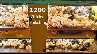 Homemade 1200 Eggs INCUBATOR - Hatch 1200 CHICKS AT HOME