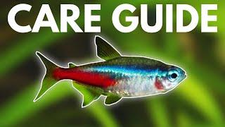 How to Care for Neon Tetras (Beginner Guide)