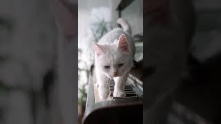 Cute cats baby  Video Music | Application