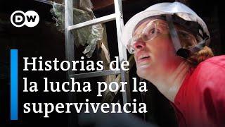 Sobrevivir al Holocausto - En busca de escondites secretos | DW Documental