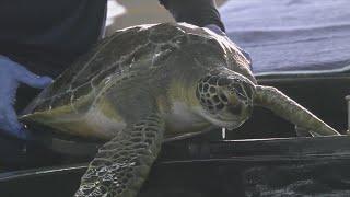 Gulf World Marine Institute expert share how cold-stunned sea turtles are treated