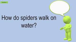 How Do Spiders Walk On Water?