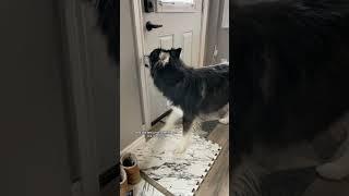 reasons my husky got mad at my boyfriend this week #husky #dogvideos #funnydogs