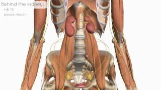 Location and Relations of the Kidney - 3D Anatomy Tutorial