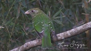 Green Catbird up close (Ailuroedus crassirostris) HD Video  Clip 2 / 2