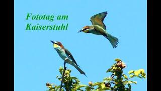 Ein heißer Fototag am Kaiserstuhl: Wildlife Photography, Eidechsen, Bienenfresser, andere Vögel