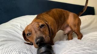 Mini dachshund tries to find his new toy!